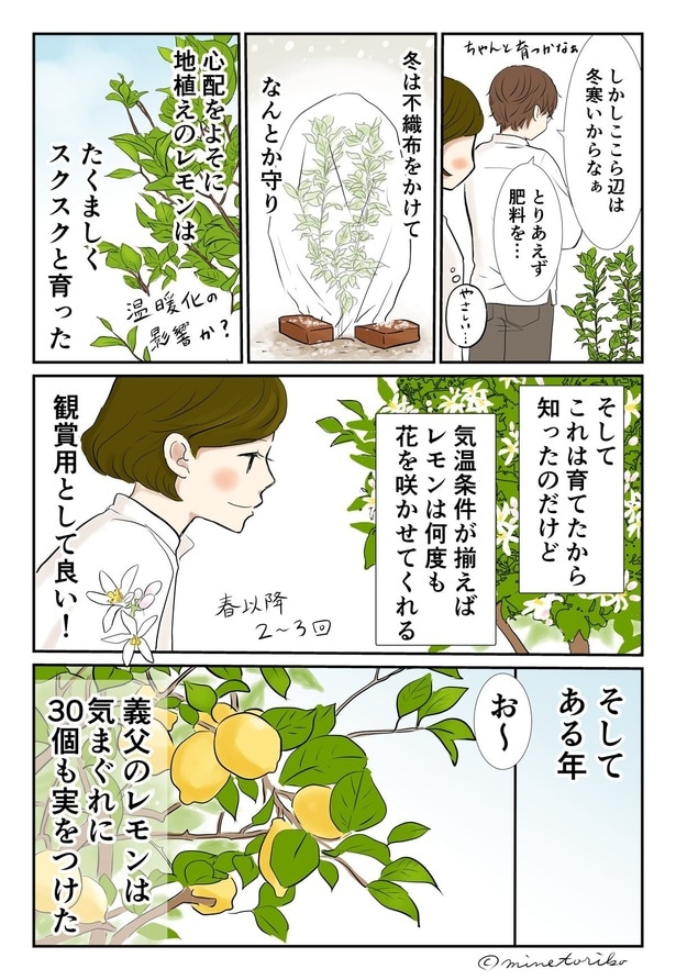 レモンの木はスクスク育って…