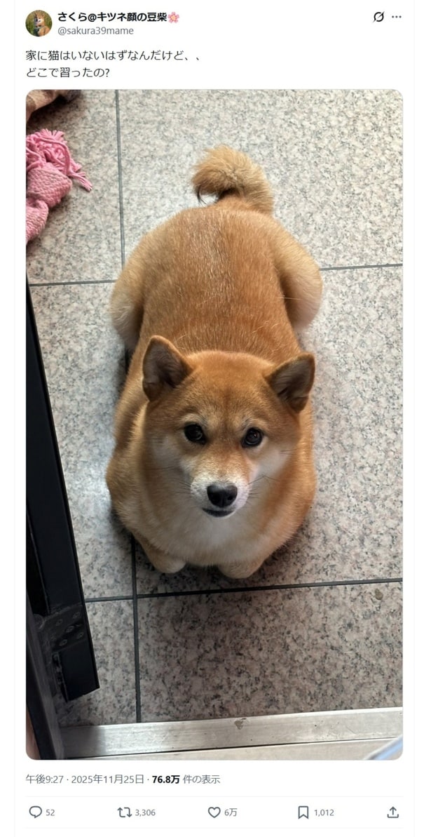 「家に猫はいないはずなのに…」▶人間味あふれるさくらちゃんの日常を紹介！（⇒次へ）