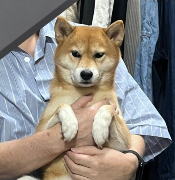 飼い主さんのお父様に抱っこされているのが不服そうなさくらちゃん▶でも本当は…（⇒次へ）