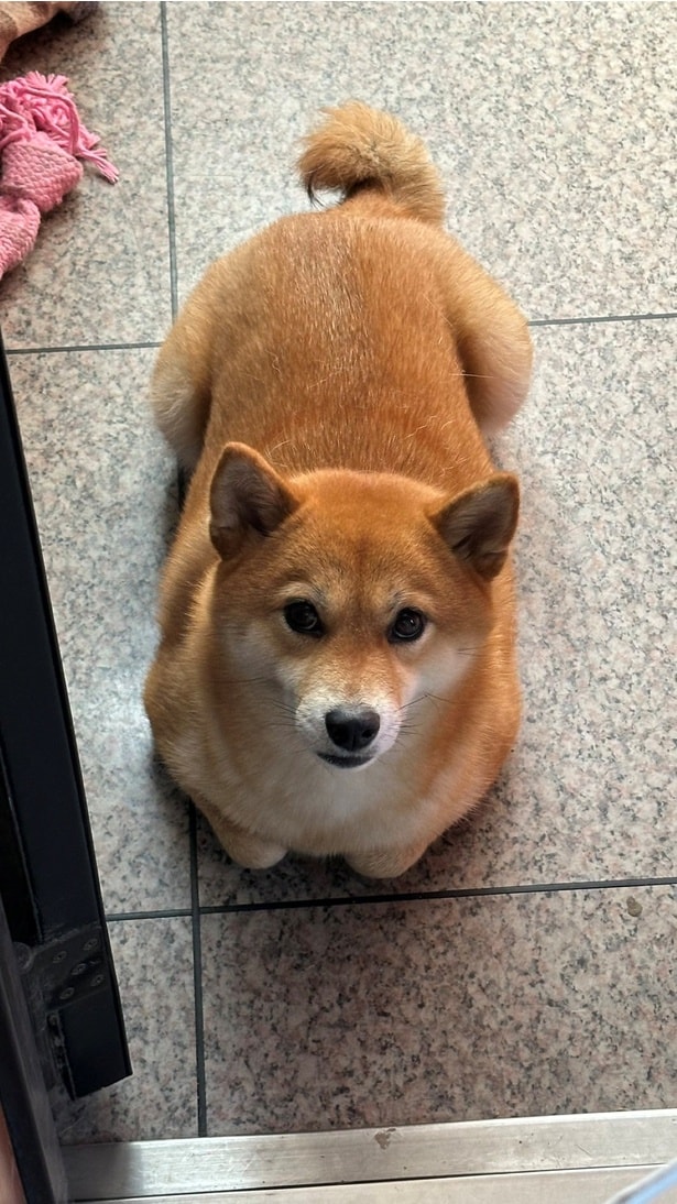 「香箱座り」を見せるさくらちゃん▶猫のような仕草に驚く人続出で6万いいね！（⇒次へ）