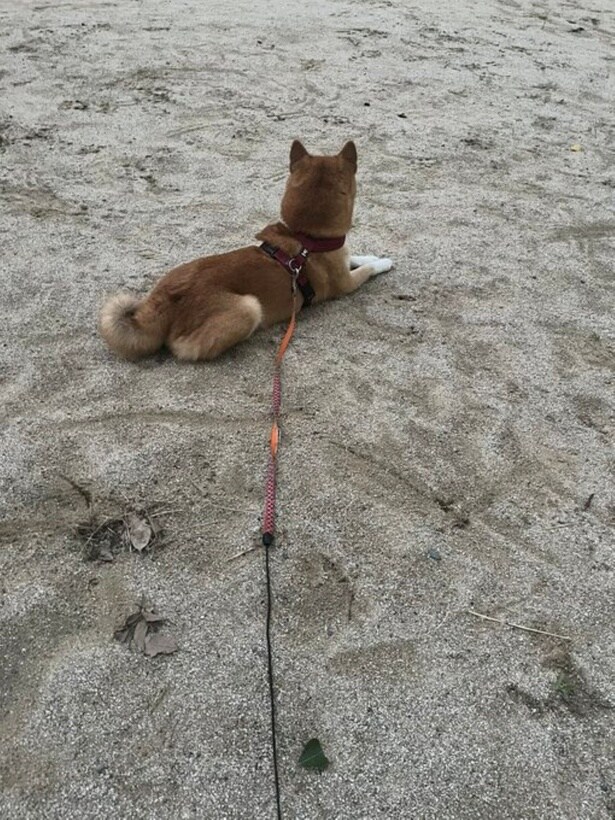 「ただみるだけ。これぞ柴犬」（次画像からは底抜けに明るい柴犬の女の子・どんぐりの、ちょっとおバカな珍行動の数々。SNSでも大人気の柴犬あるあるコミックエッセイ『ドヤ顔柴犬どんぐり2』が読めます）