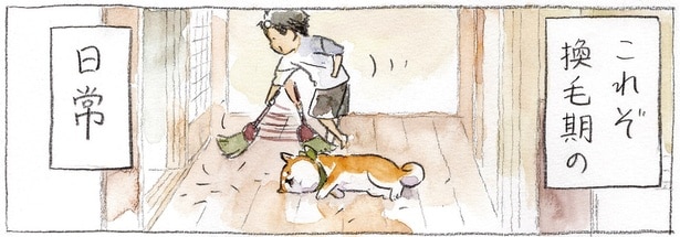 これぞ換毛期の日常