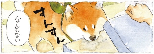 「なんにもないって！」箱チェックに全力投入する柴犬