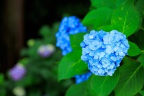アジサイの色はなぜ変わる？花の色が変わるしくみとは