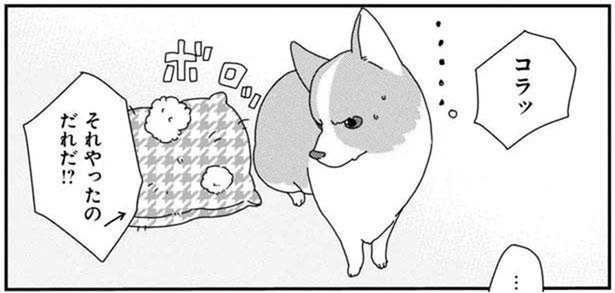 いたずらの犯人は？絶対に目を合わせない愛犬があやしい