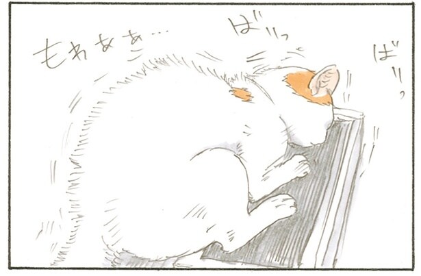 なんかびっくりしてる？ 爪とぎをしている猫をぼーっと見ていたら