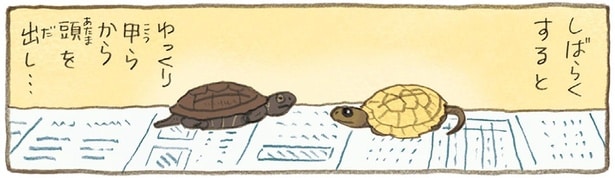 かめの散歩は気が抜けない!? どこかに行ってしまいそうでおばあちゃんたちが大慌て