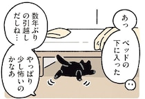 新居はどんな反応？引っ越し直後にベッド下へ潜り込んだ黒猫ろん