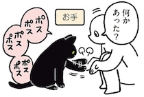 大ジャンプ、お手、体重測定も!?得意技を連続披露してくれる黒猫ろん