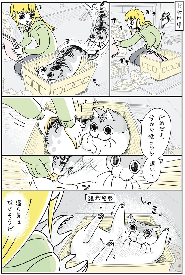 ネコと箱を奪い合う