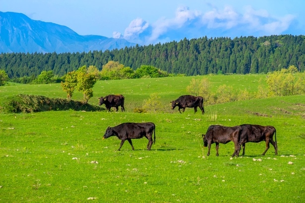 牛のゲップが地球温暖化に関係していた⁉