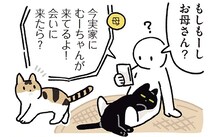 仲良しへの道は遠い？弟の愛猫・むーちゃんと再会した黒猫ろん