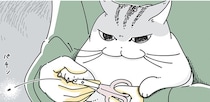 爪切りにひどく不満げな猫。はじめは大人しくても、どんどん落ち着かなくなってきて