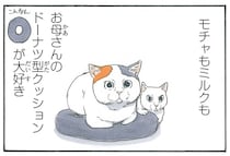 猫たちお気に入りのドーナツ型クッション。全員分買えば平和かと思いきや？