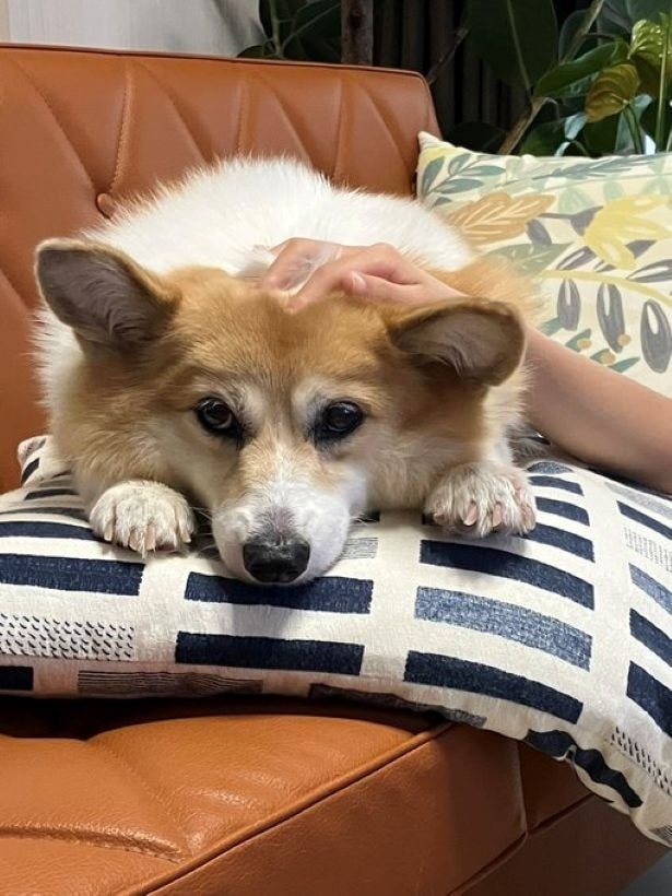 娘さんからのやさしいナデナデ♪▶ナデナデが物足りない!?(⇒次)