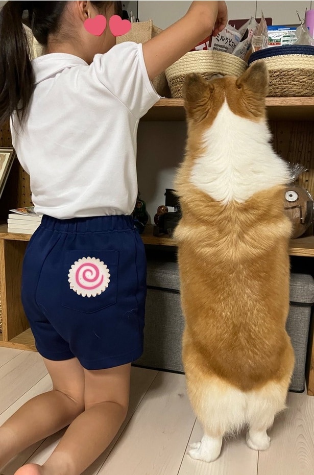 「はよ寄こさんかい！」って言ってそうなグリコちゃん（次からはほっこりする犬好きさん続出の、わんちゃん観察型ショートコミック『あしょんでよッ〜うちの犬ログ〜2』が読めます）