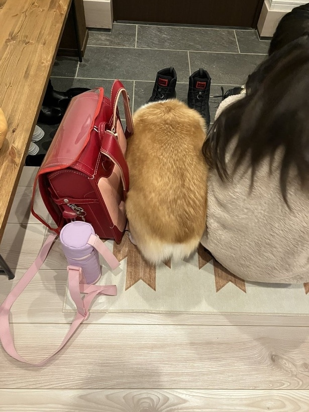 食パン?バッグ?と思ったら、コーギーでした!▶グリコちゃんと娘さんのナイスコンビ(⇒次)