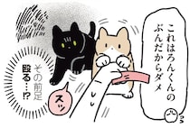 おやつを奪われたらさすがに怒る!?黒猫ろんがみせた新しい猫への反応