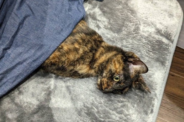 こたつに入って寝る態勢な姿には思わず「中に人いる?」と言いたくなります(笑)▶そんなまぜこちゃんですが、(⇒次へ)