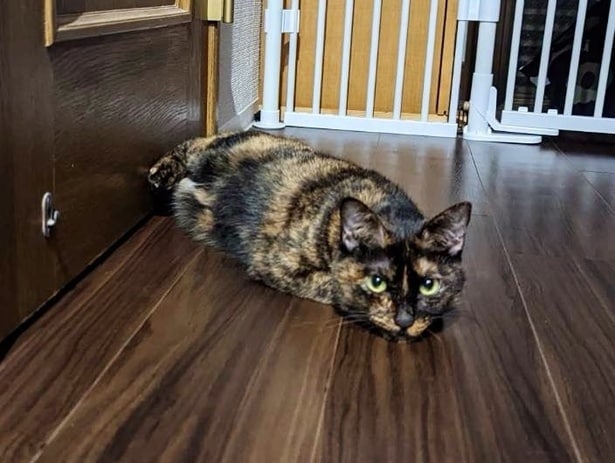 アザラシのような姿をするなどよく笑わせてくれるそう。▶喜びすぎて興奮すると(⇒次へ)