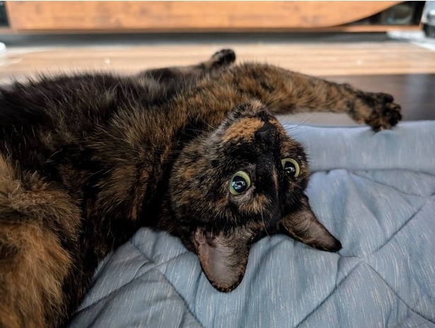 のびのび~っ!でも飼い主さんを気にしているように見えるのは気のせいでしょうか(笑)▶寒い季節になると(⇒次へ)