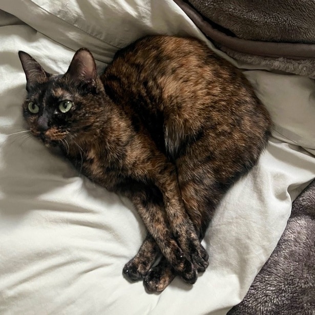 「ローストチキン!」「ブラジル!」「東京都のマーク!」など大盛り上がりとなりました!▶まぜこちゃんは、このポーズのほかにも(⇒次へ)