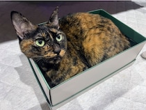 ローストチキン？ カンガルー？ とある猫ちゃんの独特なポーズに「何かの形に似てる気がする」