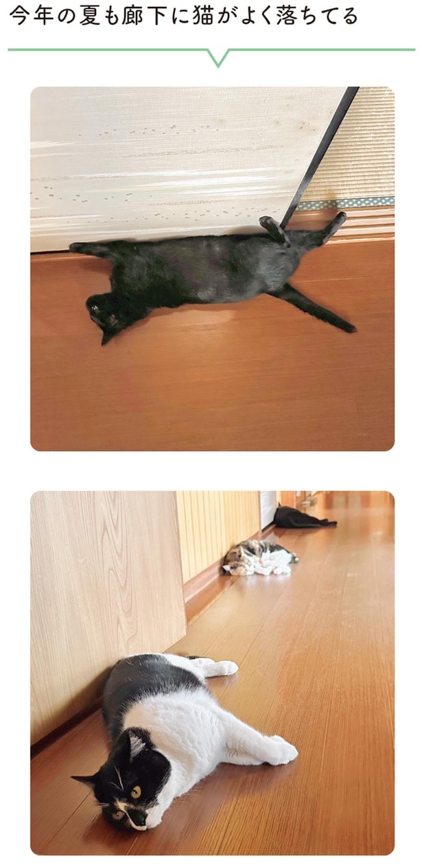 今年の夏も廊下に猫がよく落ちてる