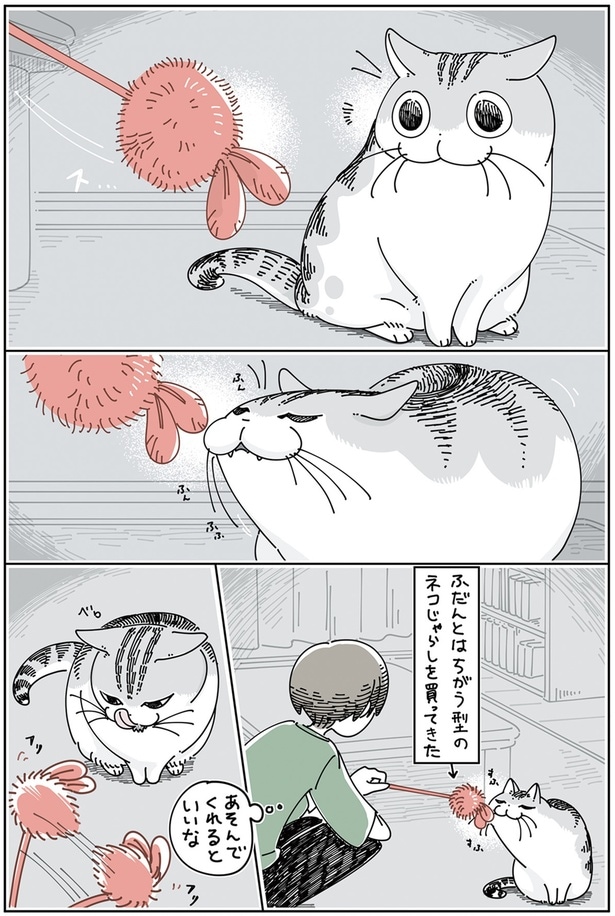 いつもと違うネコじゃらし