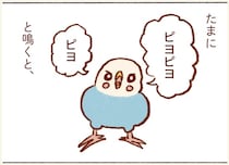 「ピヨ」のほうがレア！我が家のセキセイインコ、鳴き声が多彩すぎる