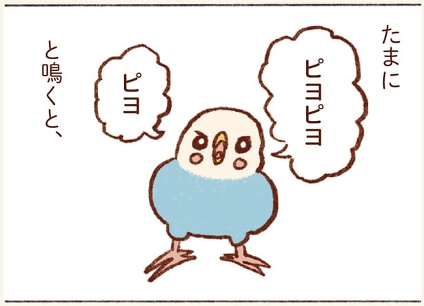 「ピヨ」のほうがレア!我が家のセキセイインコ、鳴き声が多彩すぎる