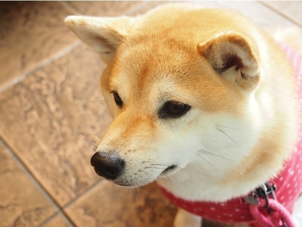 一点を見つめる柴犬(⇒次へ)