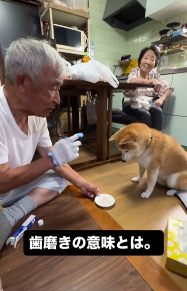 ご褒美の「おやつ」をもらう富士くん▶(次画像から自由気ままな柴犬との実録をえがいた『柴犬ぽんちゃん、今日もわが道を行く』が読めます)