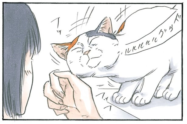 お出かけ直前に猫の誘惑! 飼い主を足止めするための行動が可愛すぎる