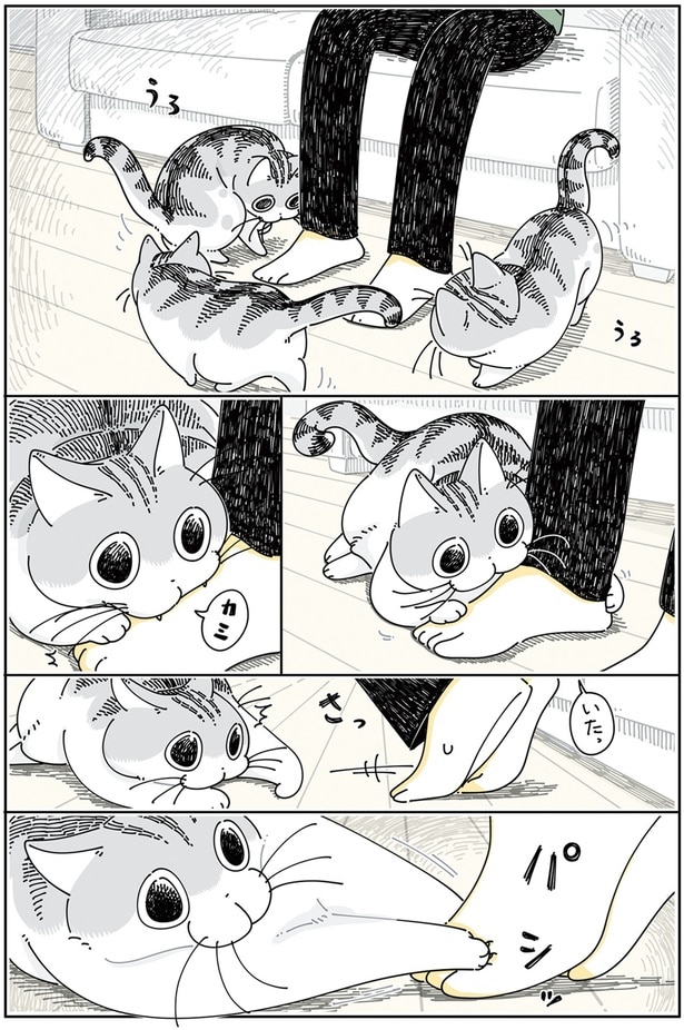 やんちゃモードなネコ