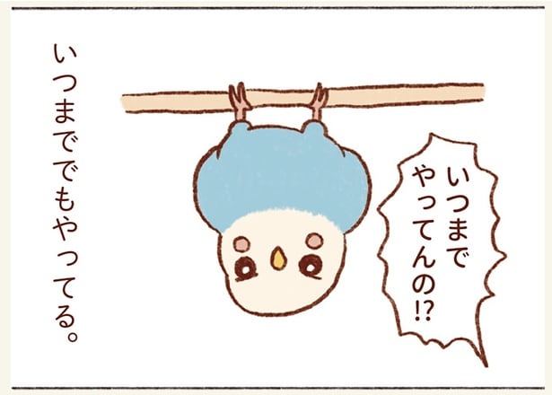 いつまでもやってる逆さ吊り。セキセイインコがぶら下がるのはどんな理由が?