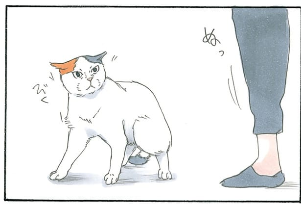 猫の目の前に現れた謎の人物。フードとマスクで覆われているのは一体誰!?