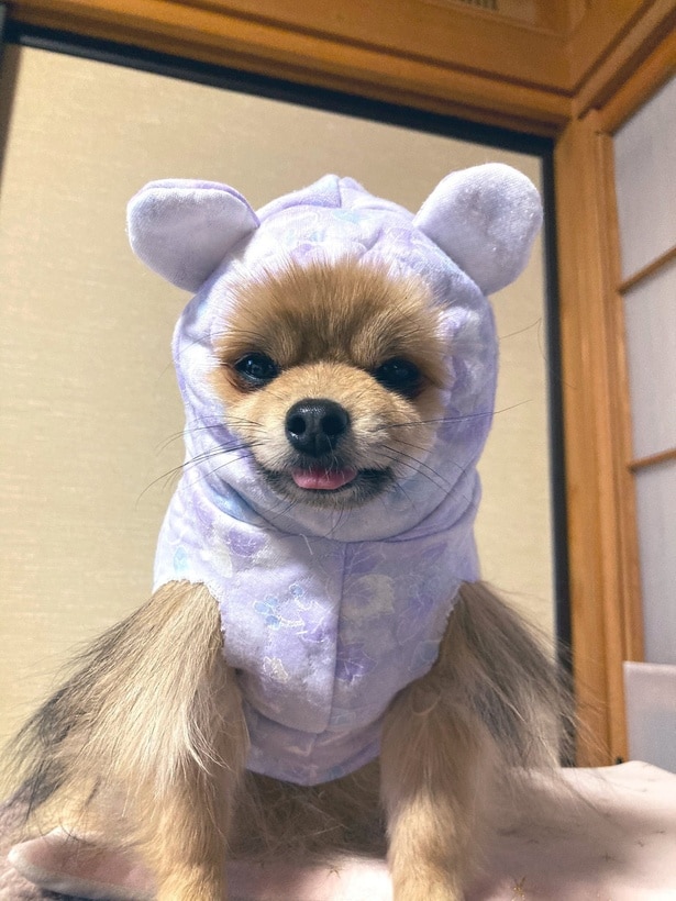 ももちゃんもふかふかな毛が収まりきっていない様子▶個性的な様子が話題になりました！（⇒次へ）