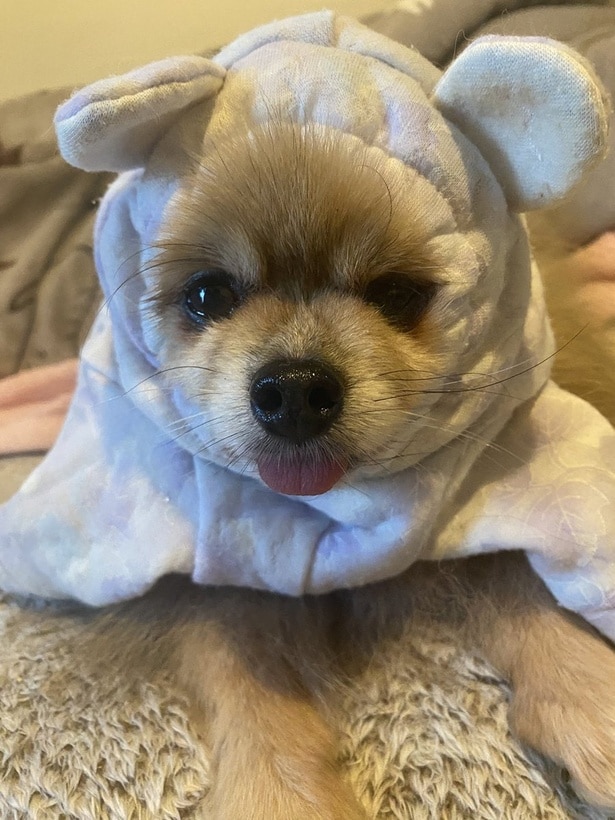 とっても似合うももちゃん▶全部で6匹の大家族です（⇒次へ）