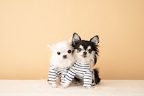 ミシン初心者が犬の服を作ったら“想像以上の仕上がり”に…「元気出た！」「笑いすぎて過呼吸」と大反響