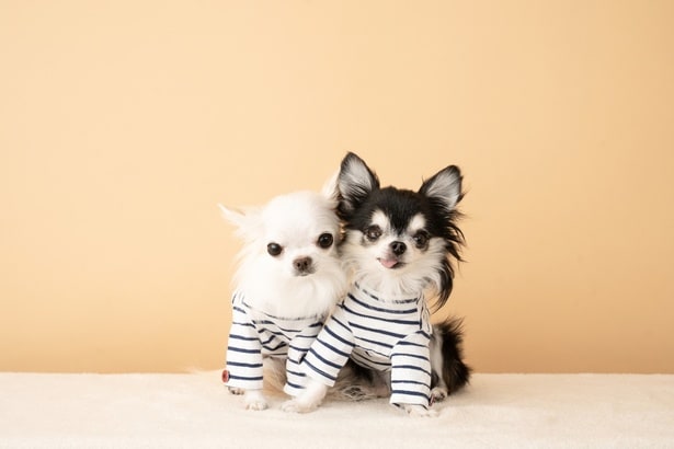 ミシン初心者が犬の服を作ったら“想像以上の仕上がり”に…「元気出た！」「笑いすぎて過呼吸」と大反響