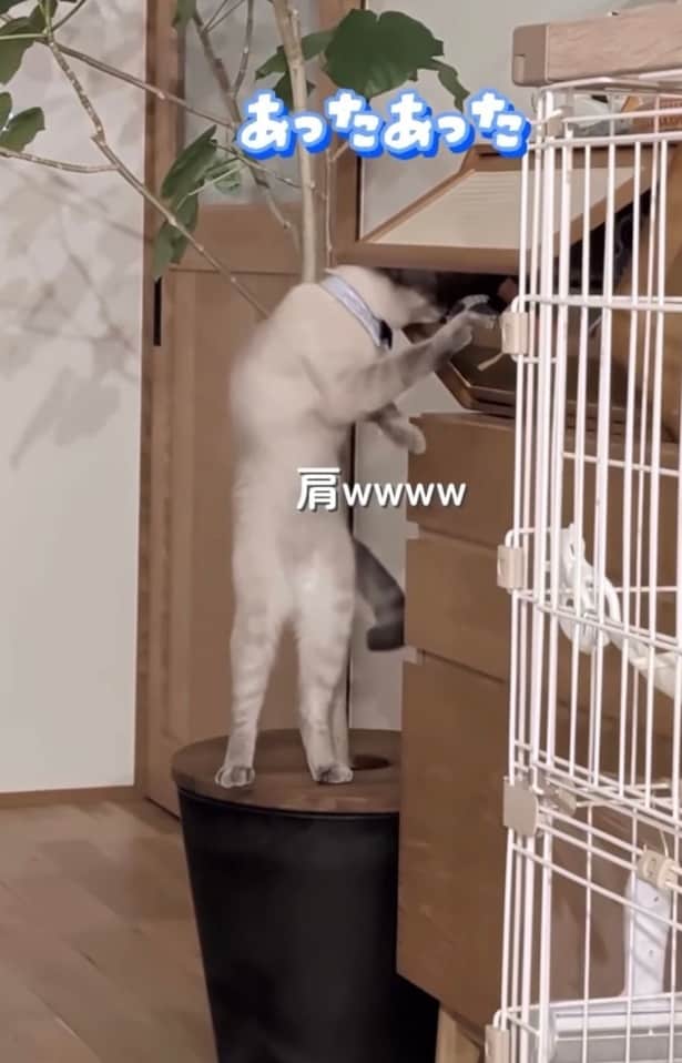 人間のような立ち姿▶ついに見つけた…！？（⇒次へ）