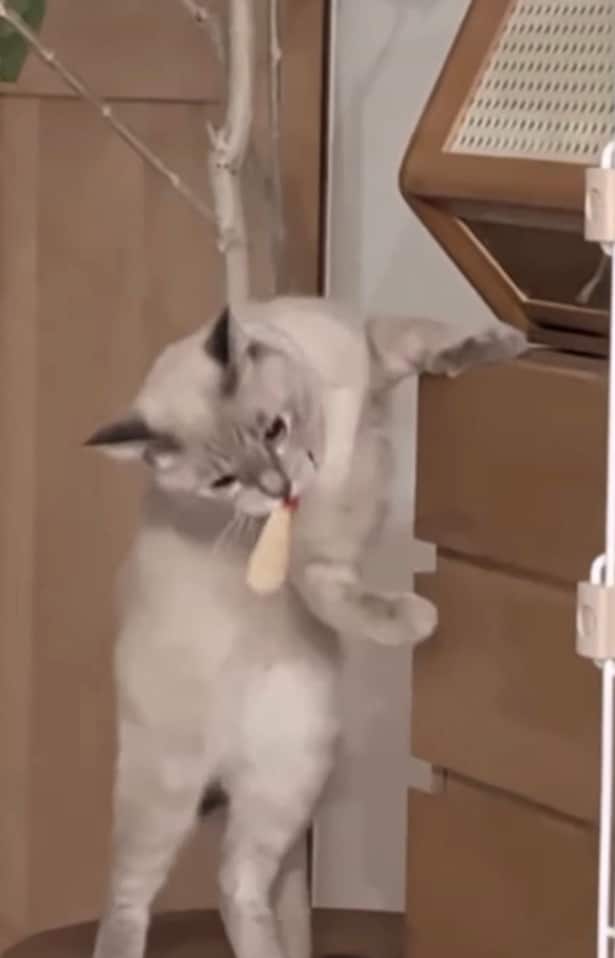 お目当てのものを発見▶口にくわえ、ひょいと降りると…（⇒次へ）