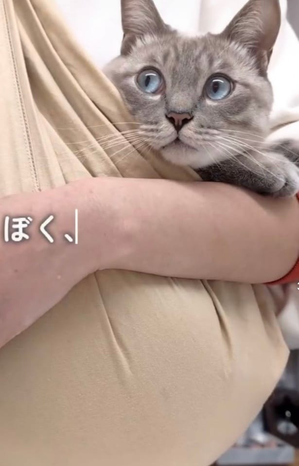 抱っこ紐に入るつなくん▶リラックスする様子（⇒次へ）