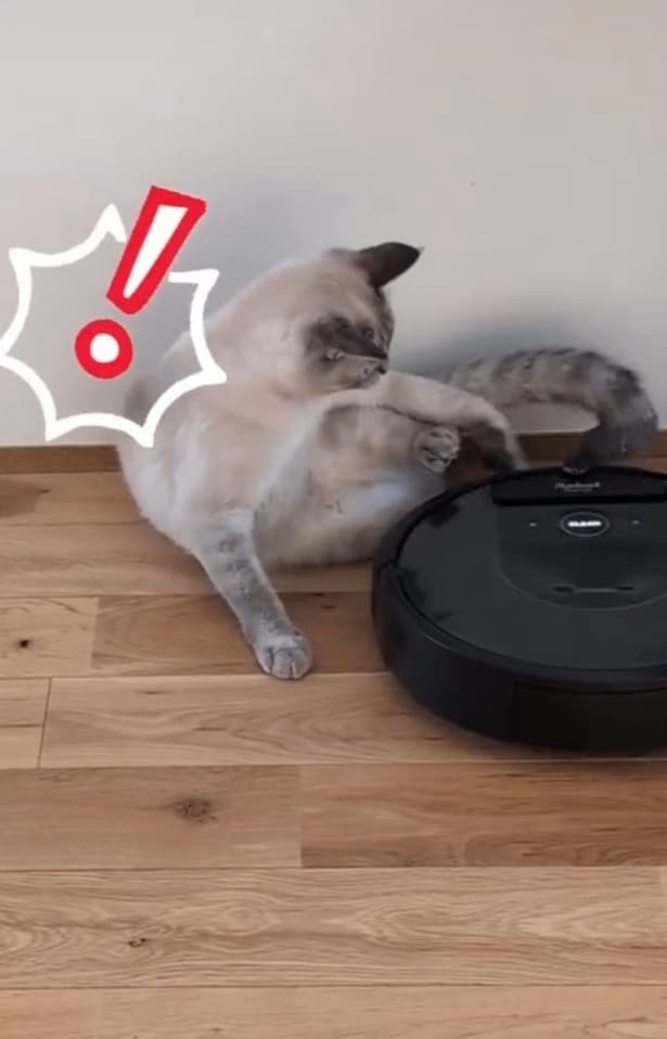 ルンバが接触してきた▶びっくりして…（⇒次へ）