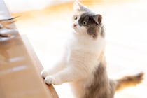 棚に頭を突っ込んで物色。必死すぎる愛猫の姿に「可愛すぎる」「人間みたい」