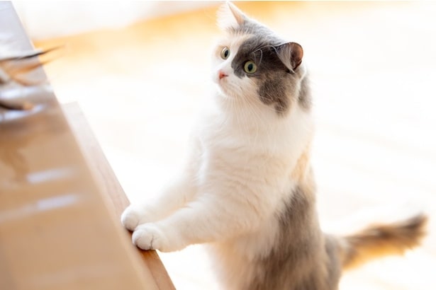 棚に頭を突っ込んで物色。必死すぎる愛猫の姿に「可愛すぎる」「人間みたい」