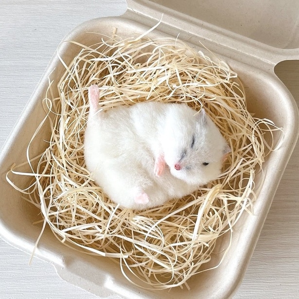 本当に動いている瞬間を切り取ったような再現度の高さです。ピンク色の小さな足が可愛い！▶ぷっくりしたこだわりほっぺも（⇒次へ）