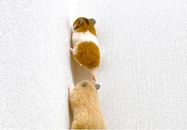 一生懸命壁を登るハムスター。踏ん張る足がやけにリアル、だけどよく見ると実は…⁉