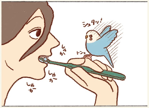 君が勝手に止まったんでしょ！ 歯磨き中の歯ブラシの上にやってくるインコの話